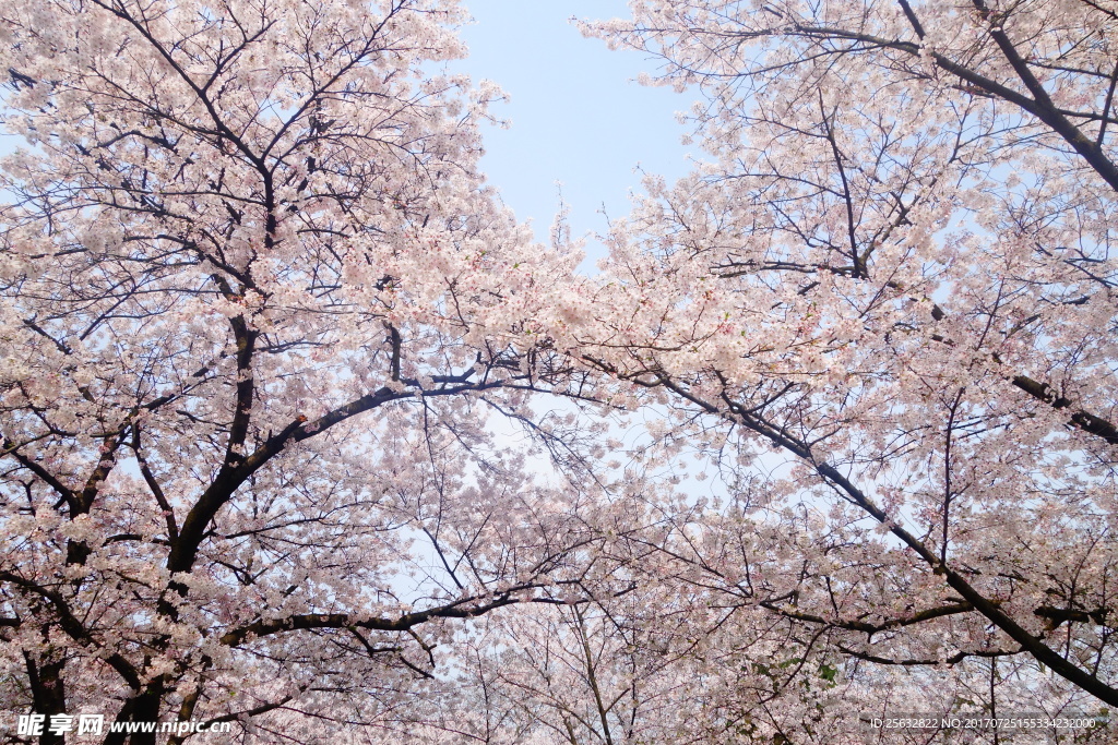 樱花
