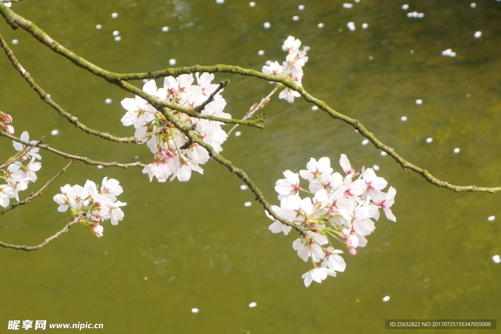 水中樱花