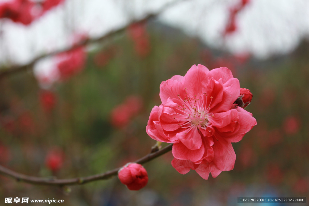 花卉