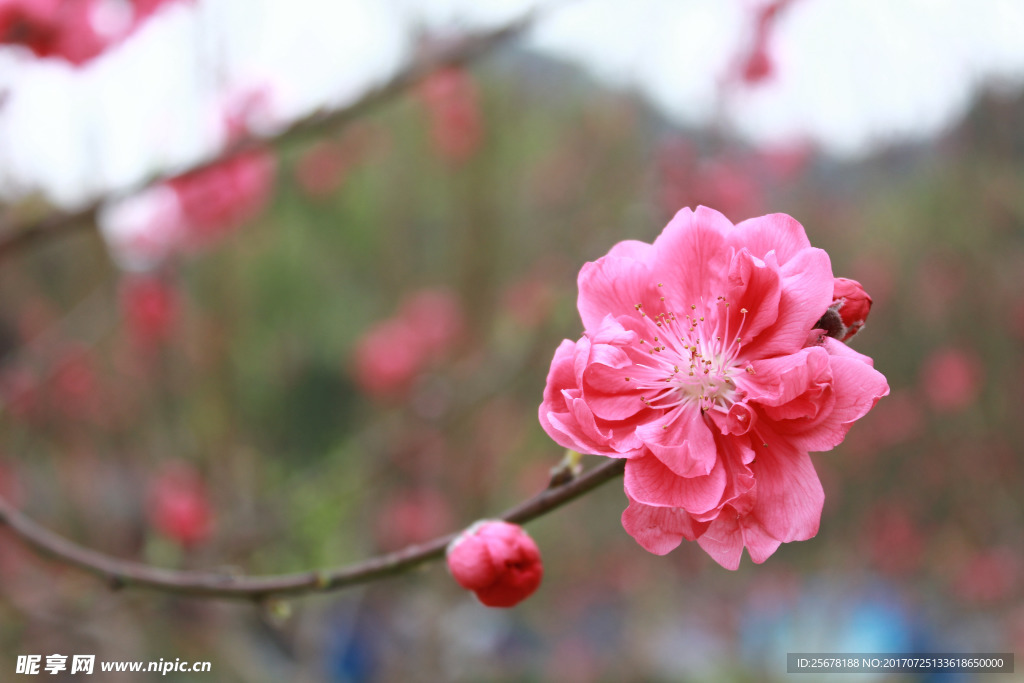 花卉