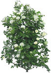 白色山茶花