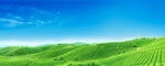 茶山风景