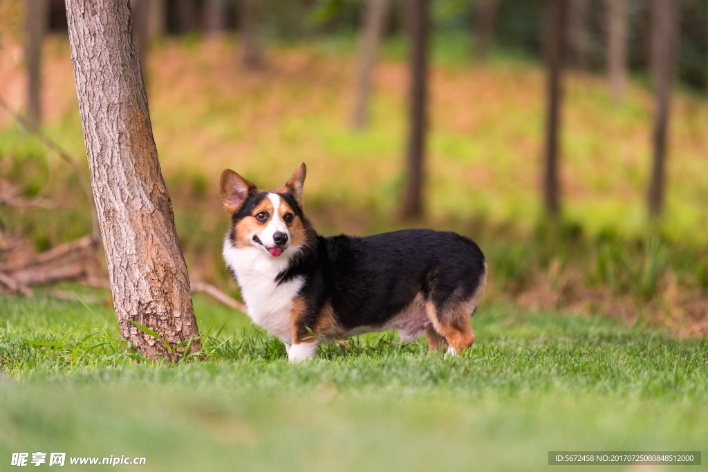 柯基犬