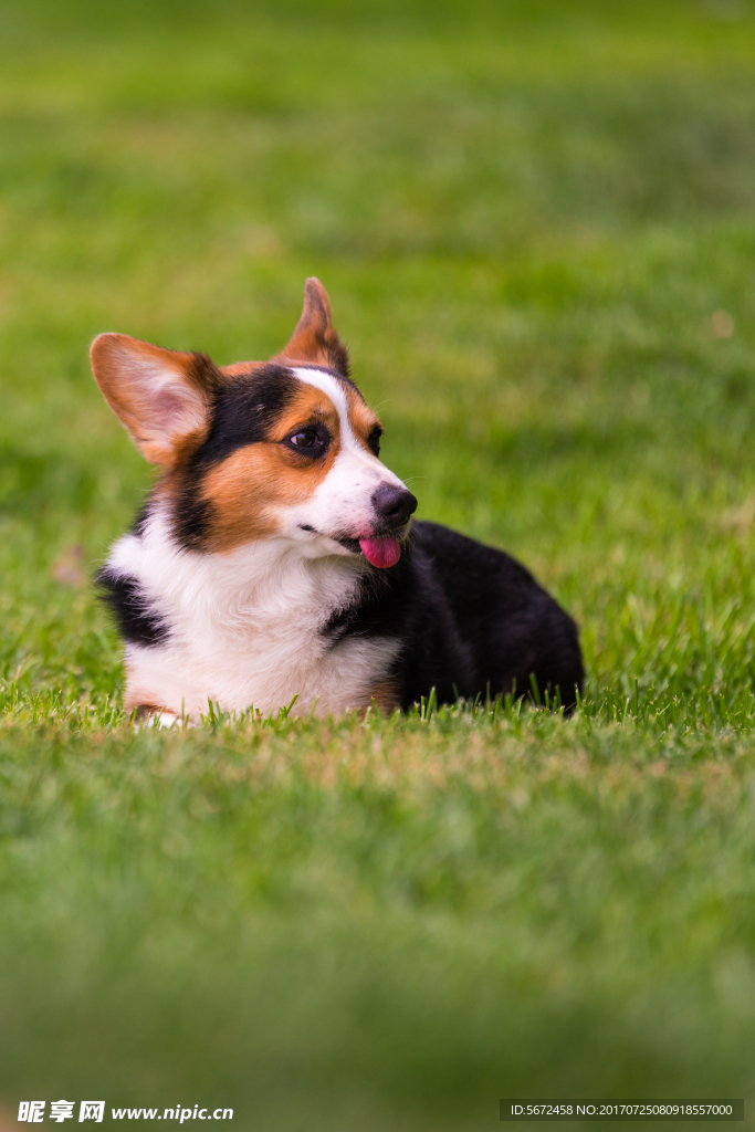 柯基犬