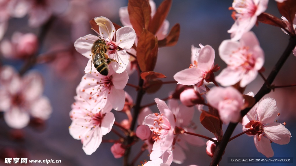 小蜜蜂和桃花