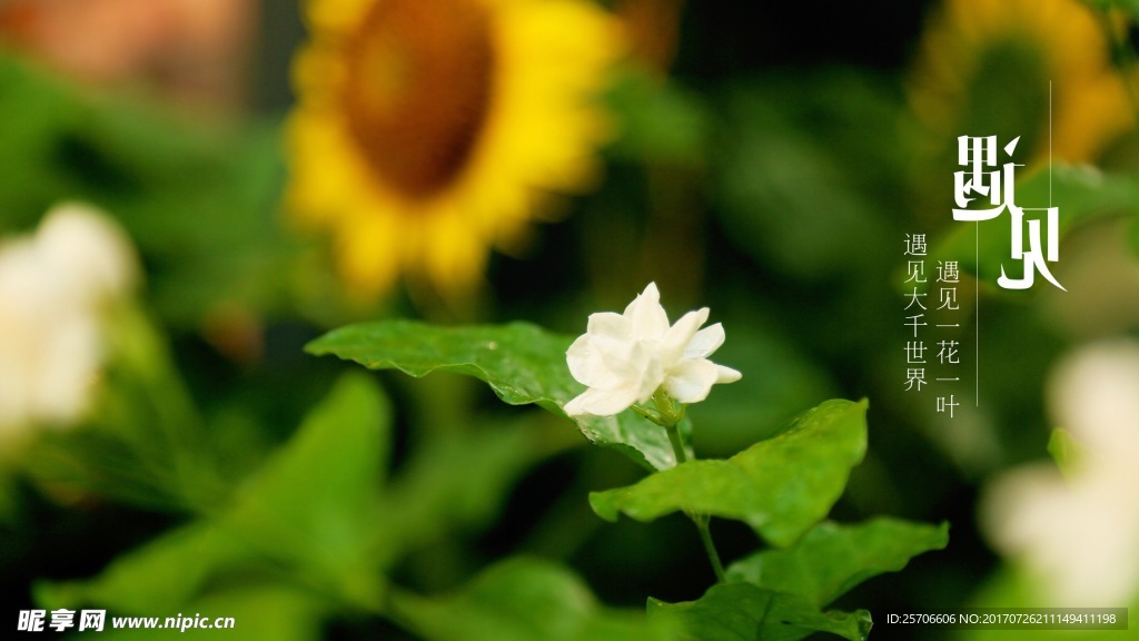 栀子花
