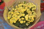 长寿花