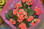 长寿花