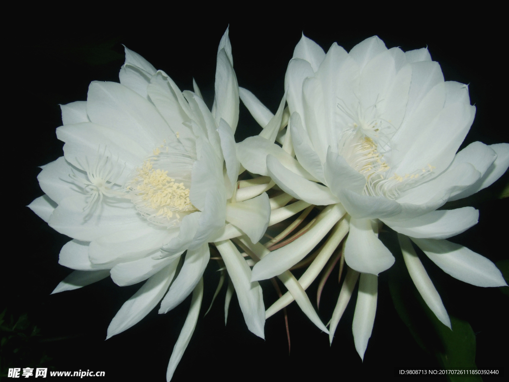 昙花
