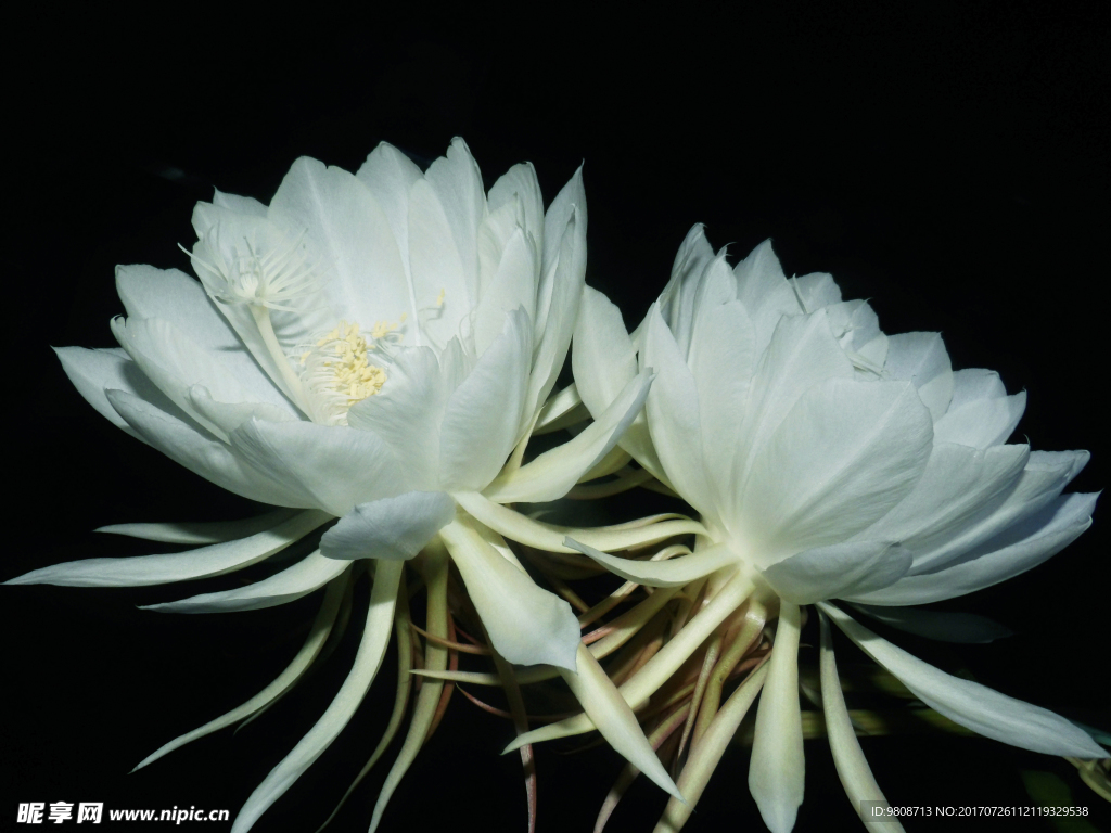 昙花