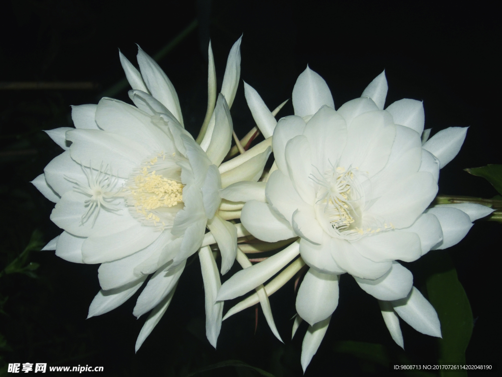 昙花