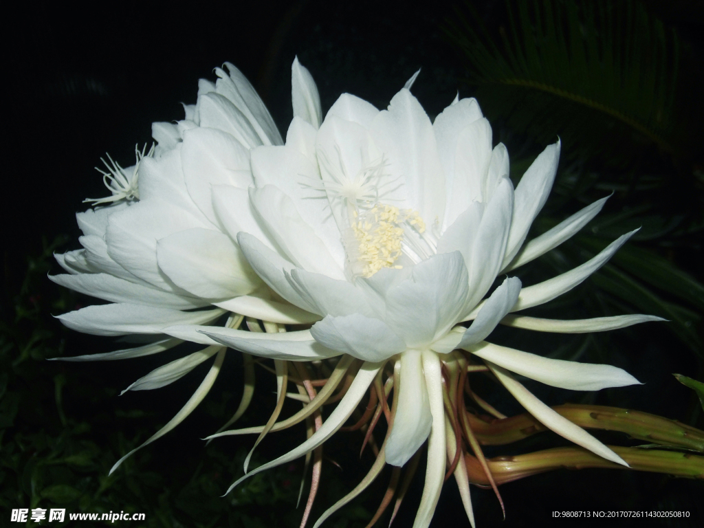 昙花