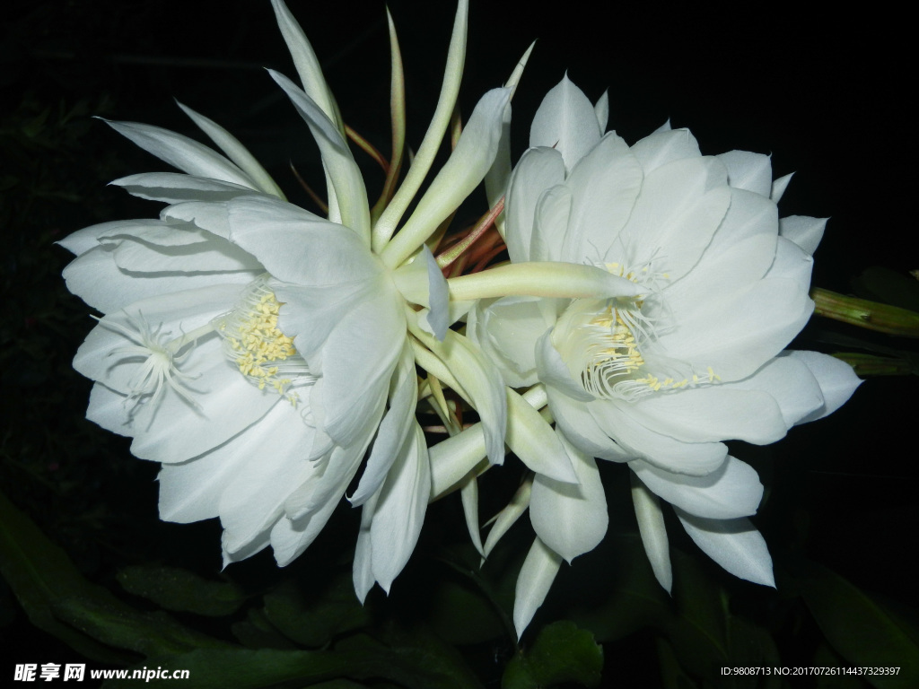 昙花