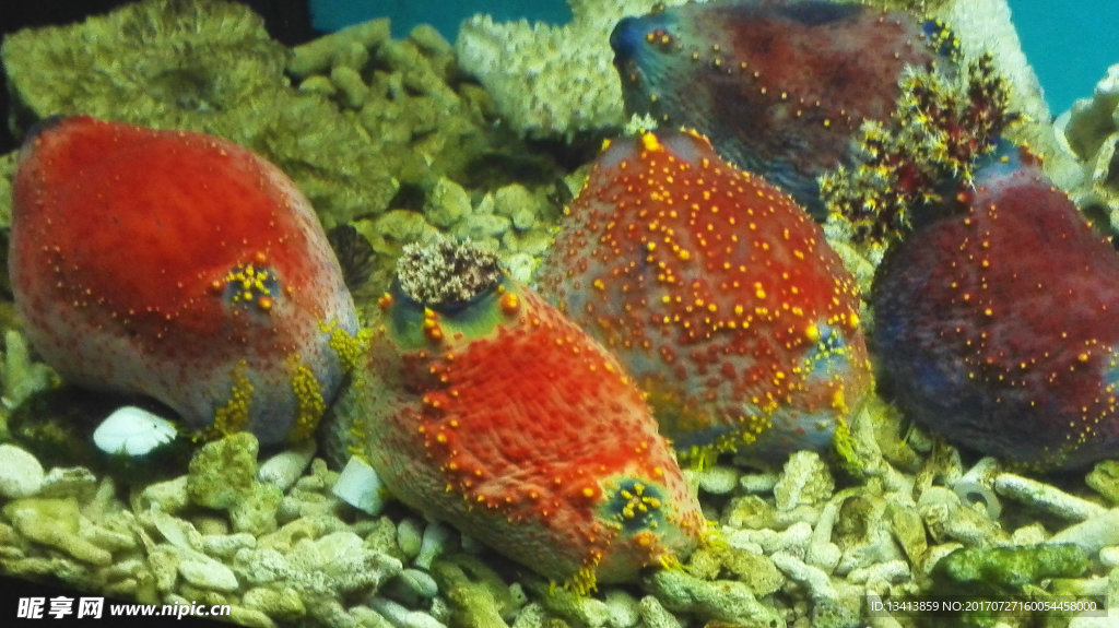 海洋生物