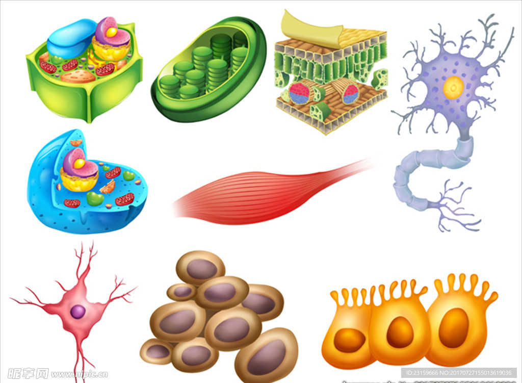 白底几种生物细胞插图