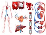 血液类型和呼吸系统插图