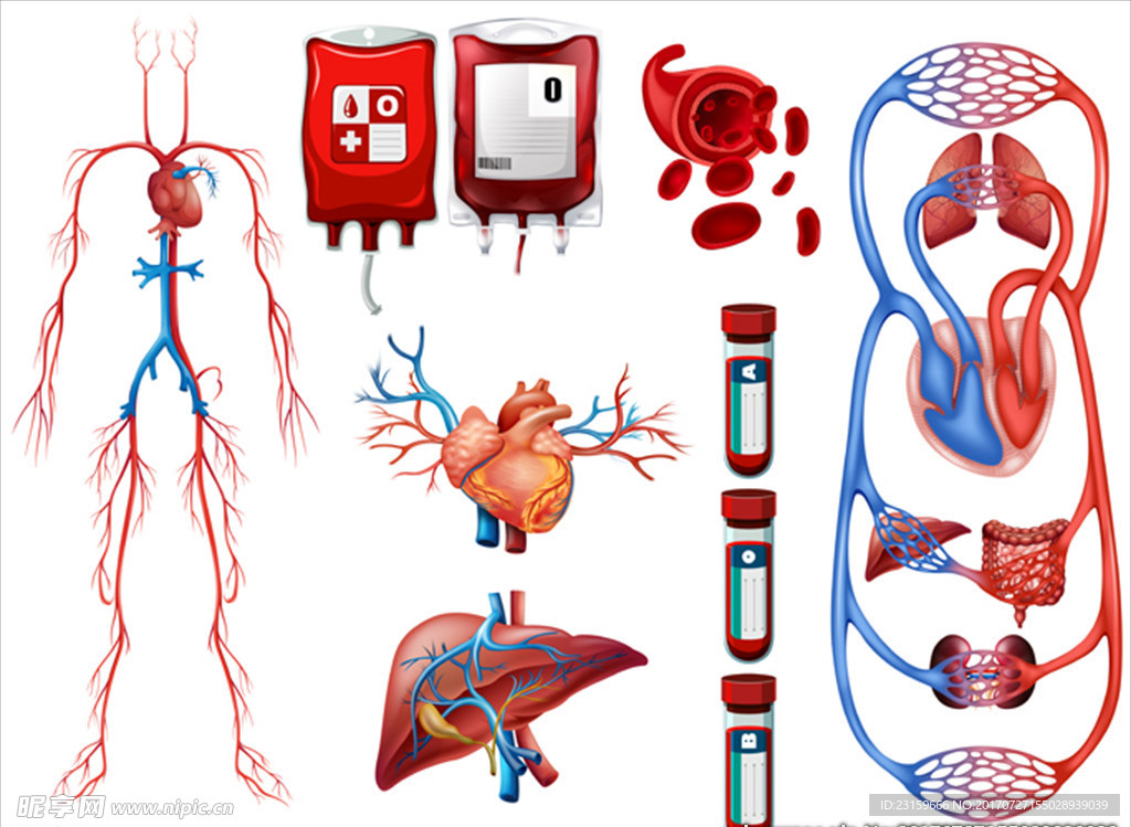 血液类型和呼吸系统插图