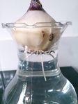 风信子鳞茎