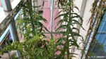 赶黄草花