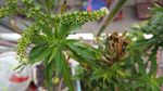 赶黄草花