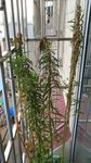 赶黄草