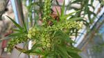 扯根菜花