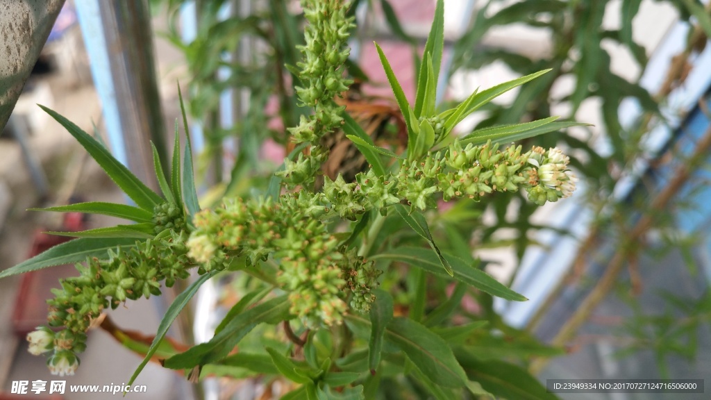 扯根菜花