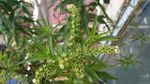 赶黄草花