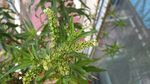 赶黄草花
