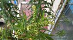 赶黄草花