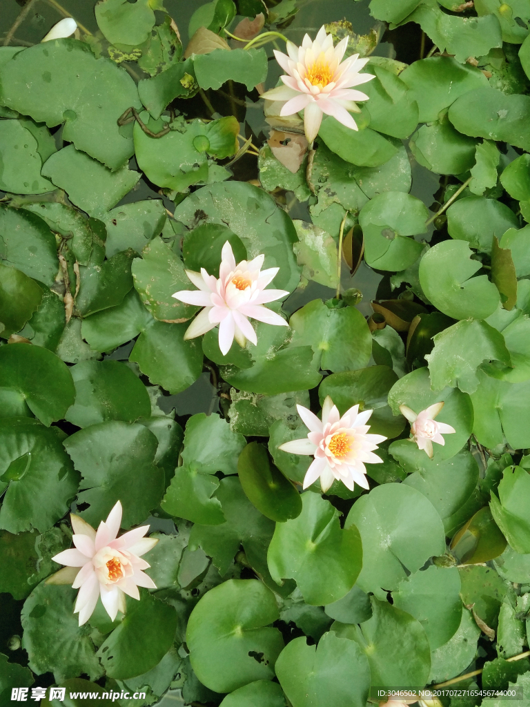 荷花池