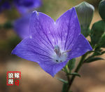 喇叭花