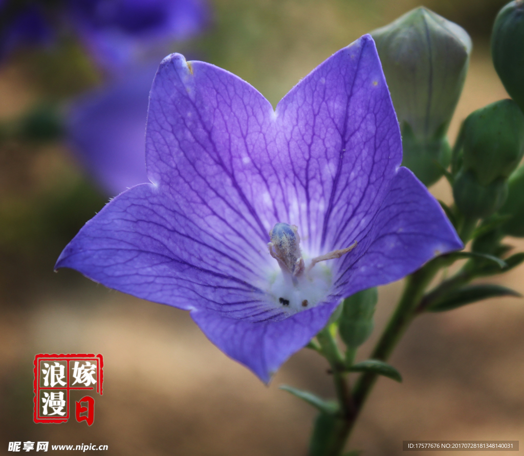 喇叭花