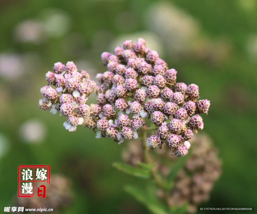 花
