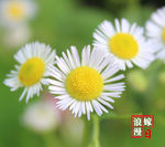 白色花