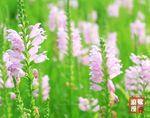 粉色花