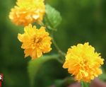 黄花