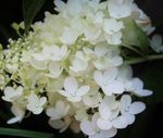 白花