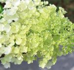 绿花