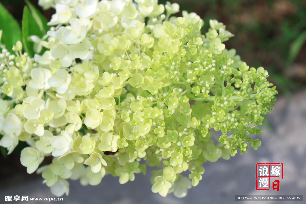 绿花