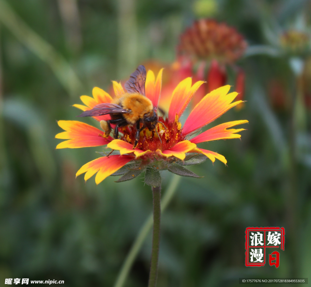 花