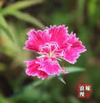粉花