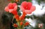 牵牛花
