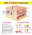 皮肤结构图