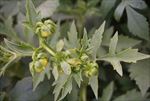 含苞待放的花蕾