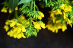 菜花