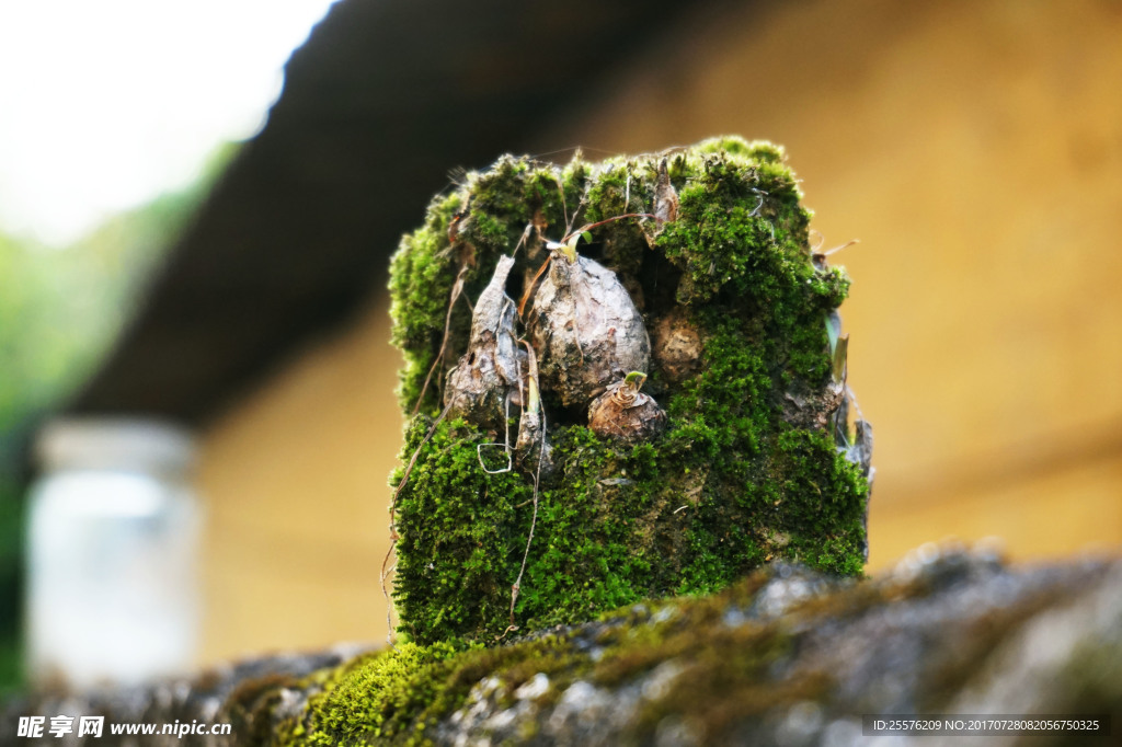 苔藓 水仙