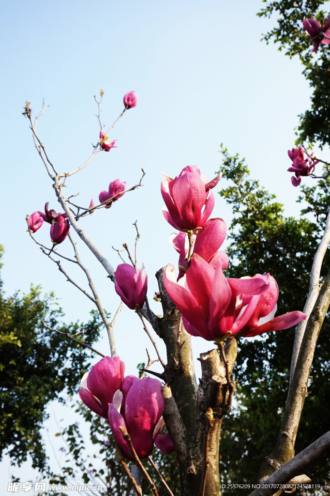 木兰花