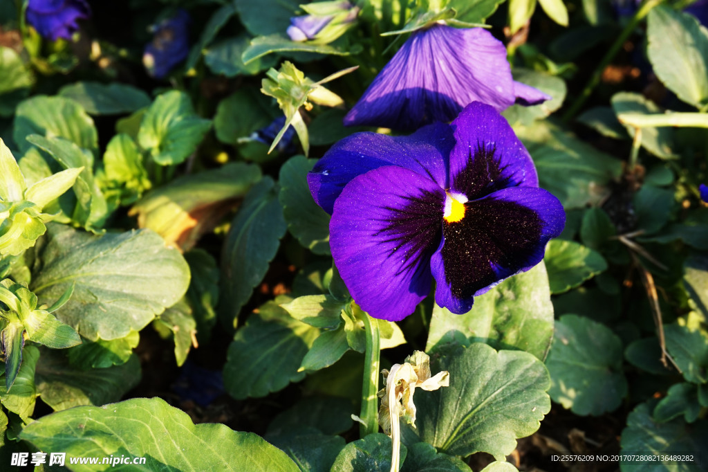 鲜花