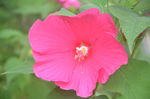 芙蓉葵